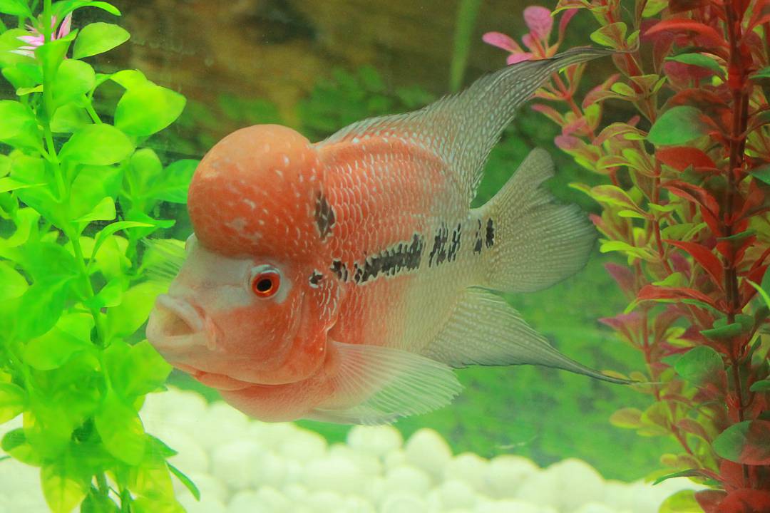 Bangalore Aquarium